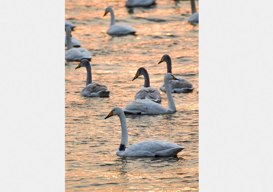 Migratory swans from Siberia spend winter in China's Henan