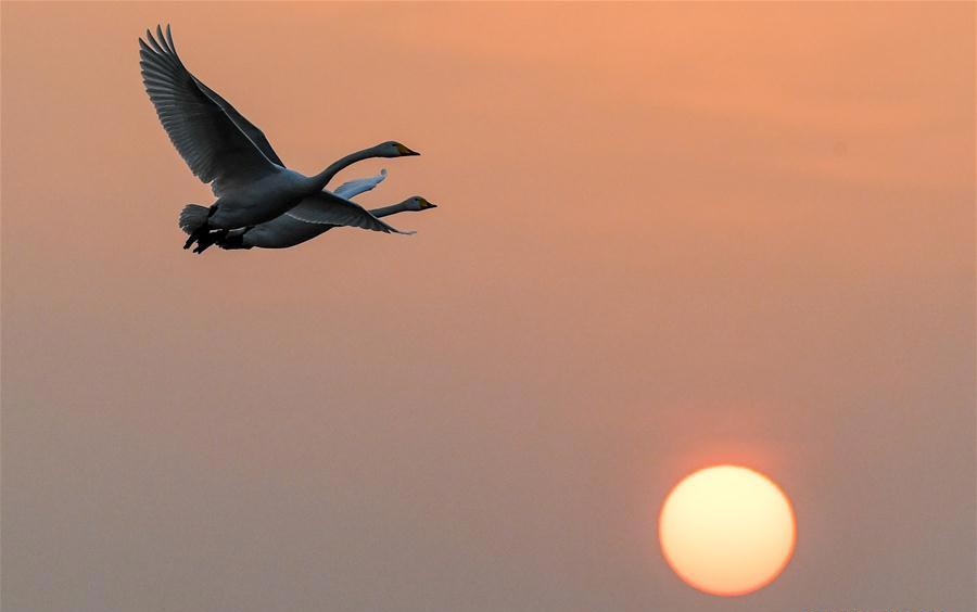 Migratory swans from Siberia spend winter in China's Henan