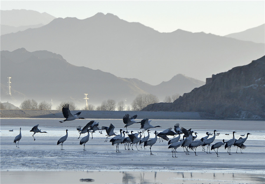 Black-necked cranes gambol on the Tibet Plateau