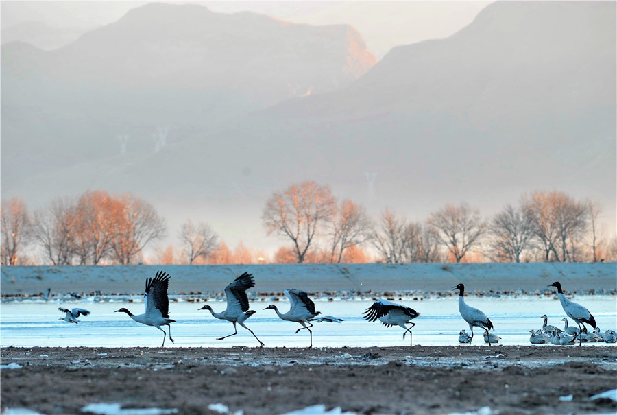 Black-necked cranes gambol on the Tibet Plateau