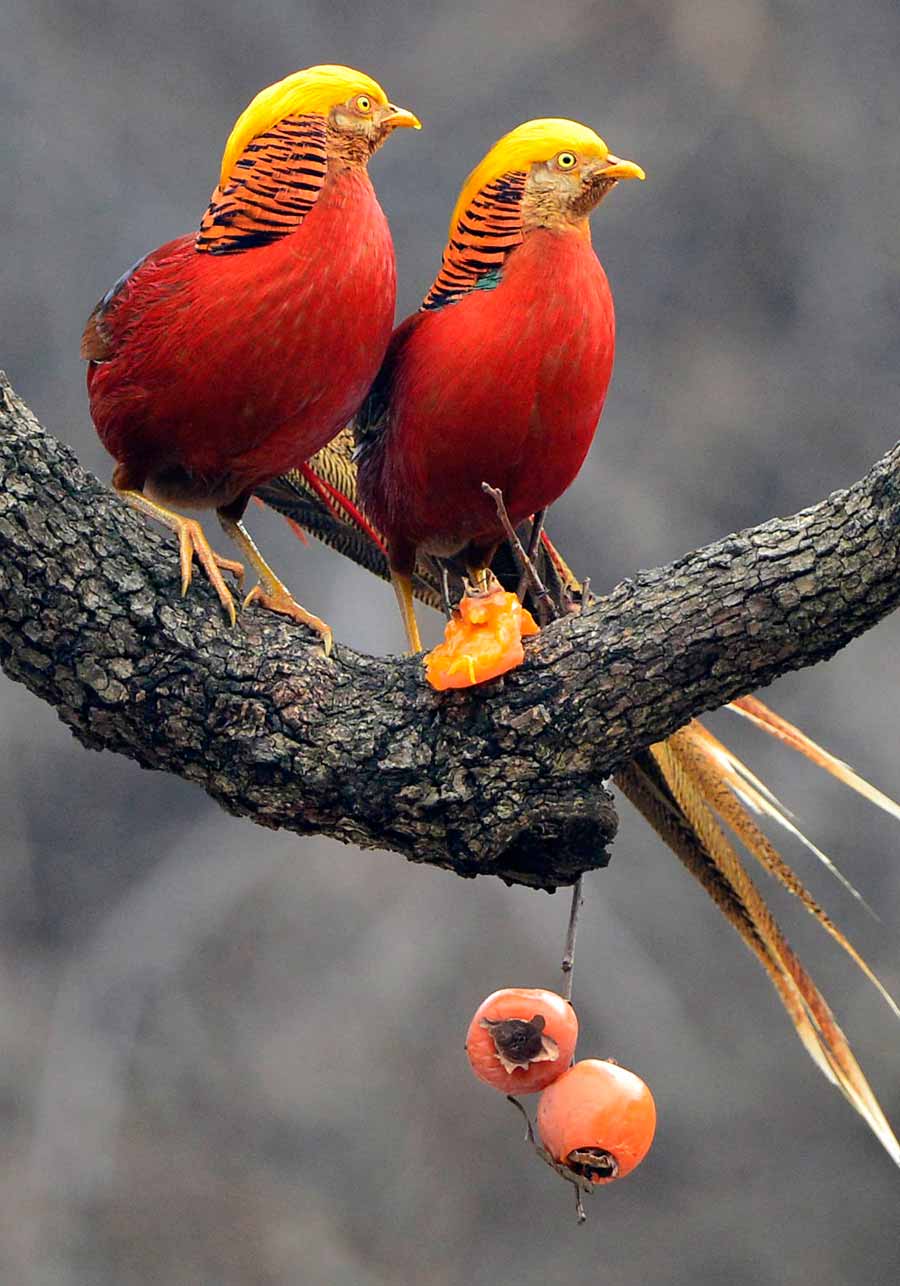 Golden pheasants seen in Central China