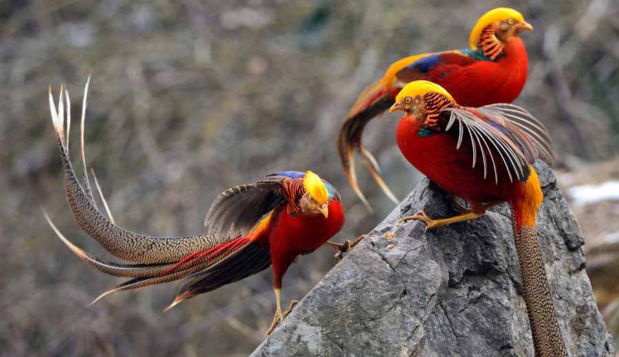 Golden pheasants seen in Central China