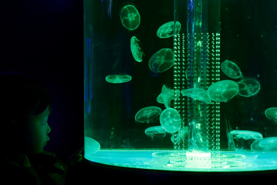 Jellyfish the latest museum draw in Hangzhou