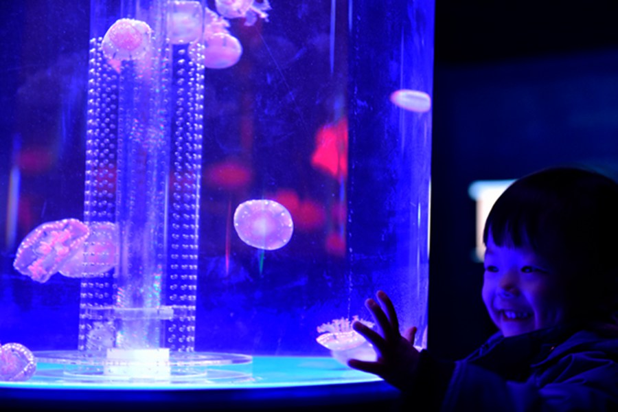 Jellyfish the latest museum draw in Hangzhou