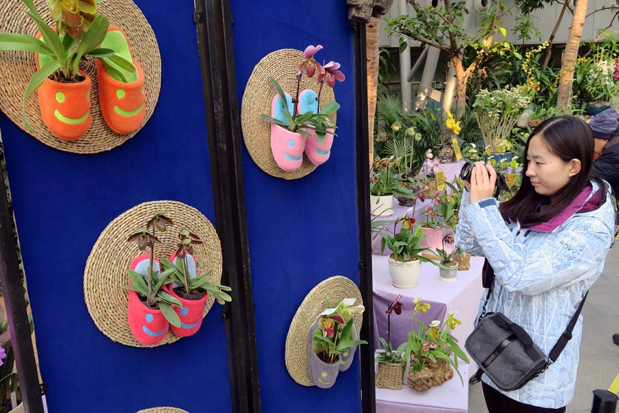 Orchid exhibition dresses up Beijing Botanic Garden