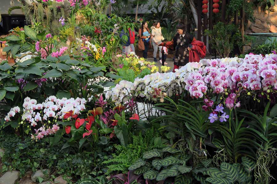 Orchid exhibition dresses up Beijing Botanic Garden