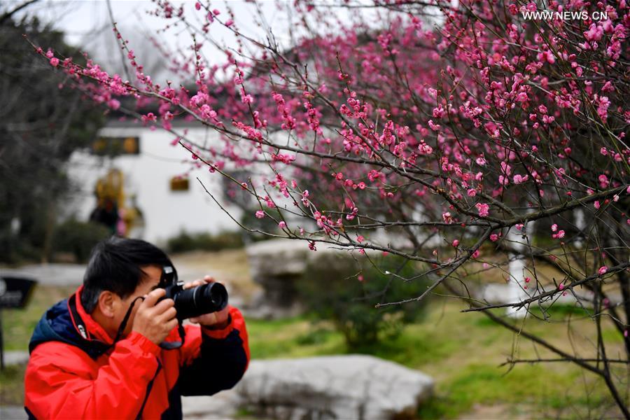 Plum trees in blossom in east China's Jiangxi