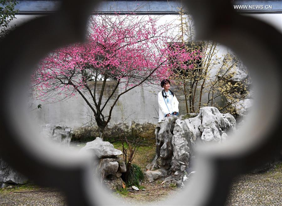 Plum trees in blossom in east China's Jiangxi