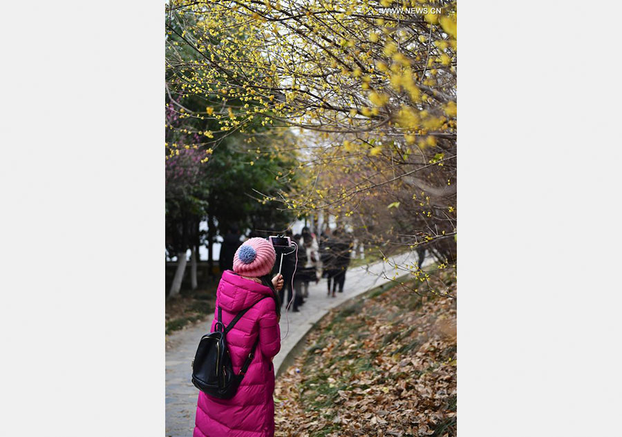 Plum trees in blossom in east China's Jiangxi