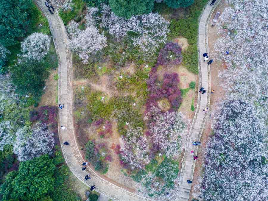 Plum blossoms seen in Hangzhou