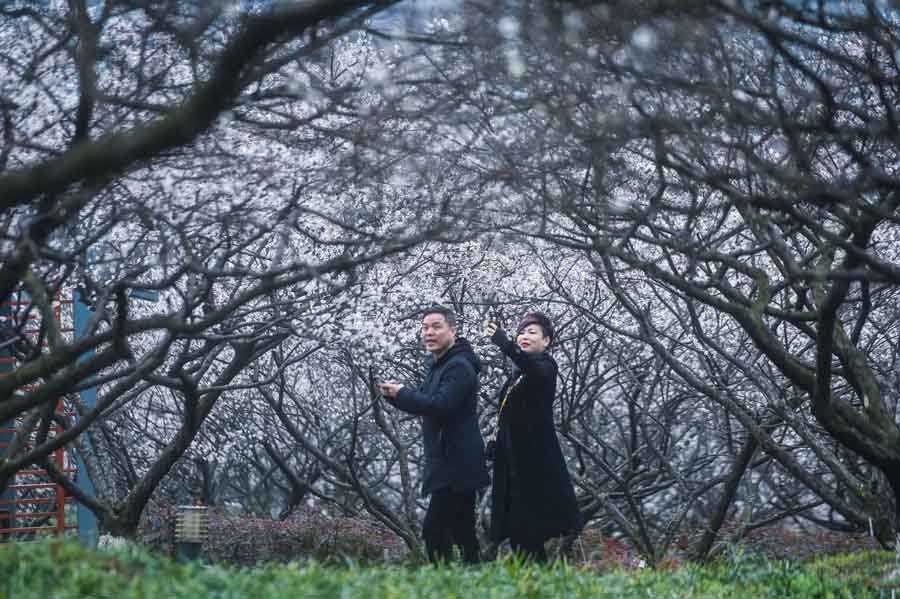 Plum blossoms seen in Hangzhou