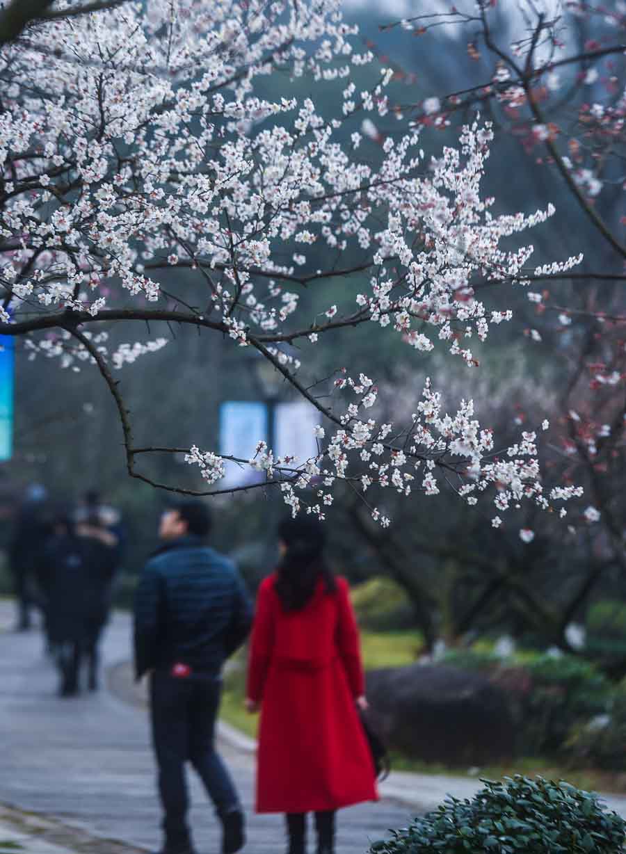 Plum blossoms seen in Hangzhou
