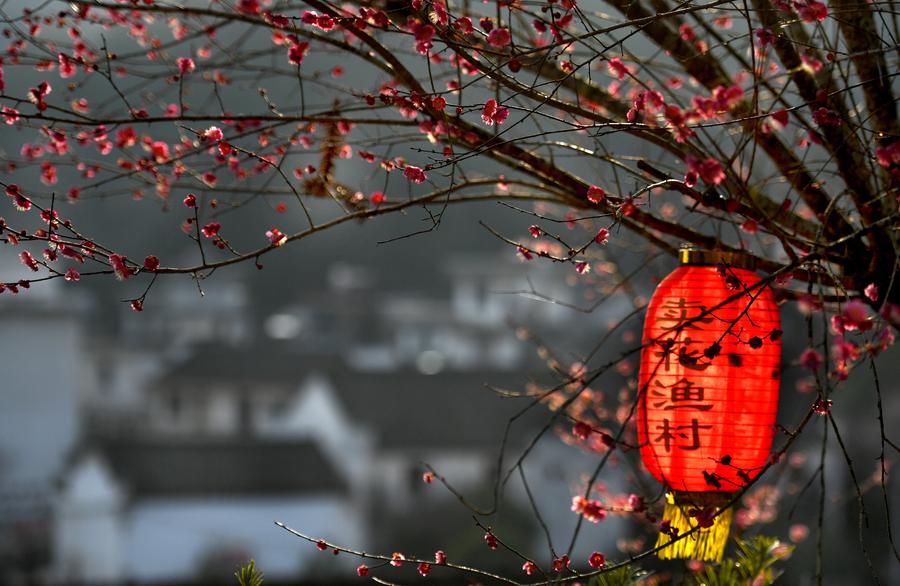 Scenery of blooming plum flowers in Anhui