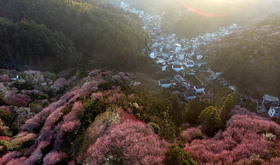 Scenery of blooming plum flowers in Anhui