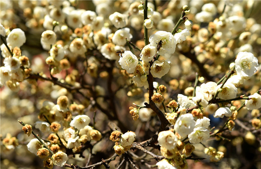 Flowers blossom in Yunnan as spring approaches
