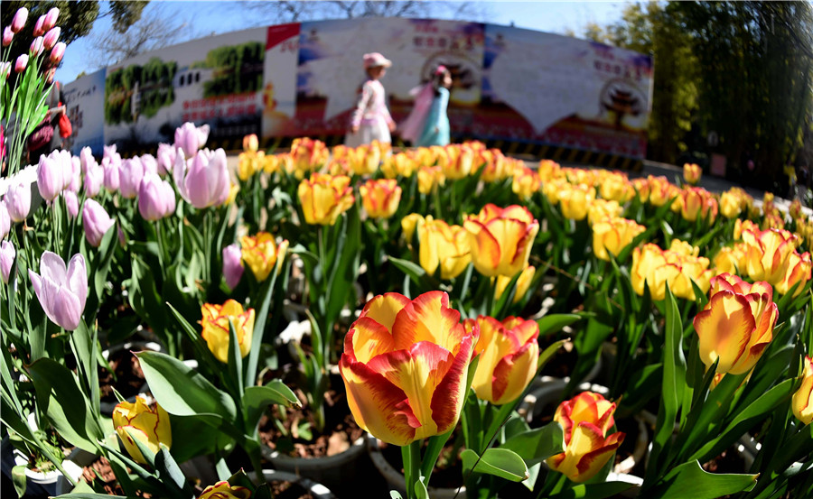 Flowers blossom in Yunnan as spring approaches