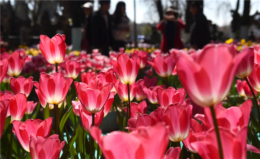 Flowers blossom in Yunnan as spring approaches