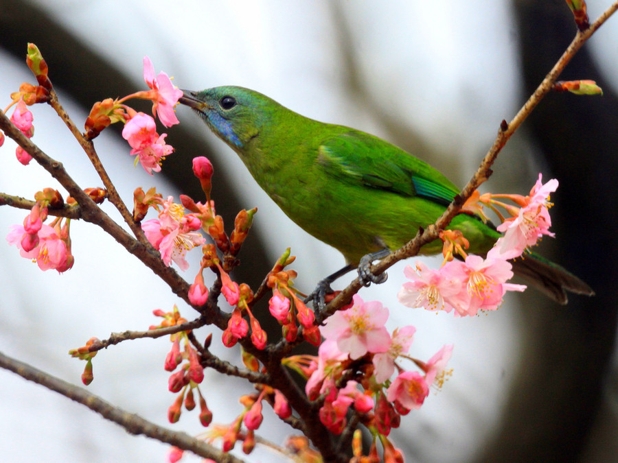 Birds and blossoms herald early spring in Hangzhou