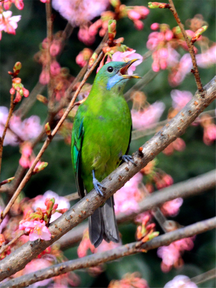 Birds and blossoms herald early spring in Hangzhou