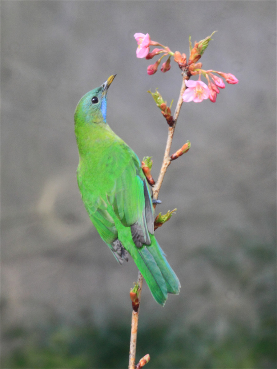 Birds and blossoms herald early spring in Hangzhou