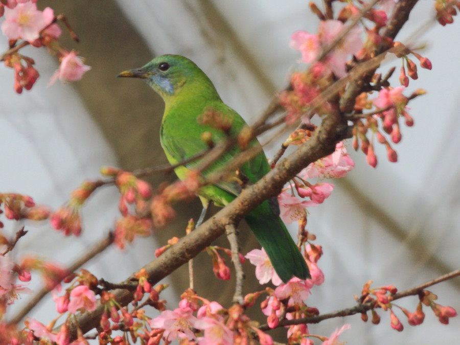 Birds and blossoms herald early spring in Hangzhou