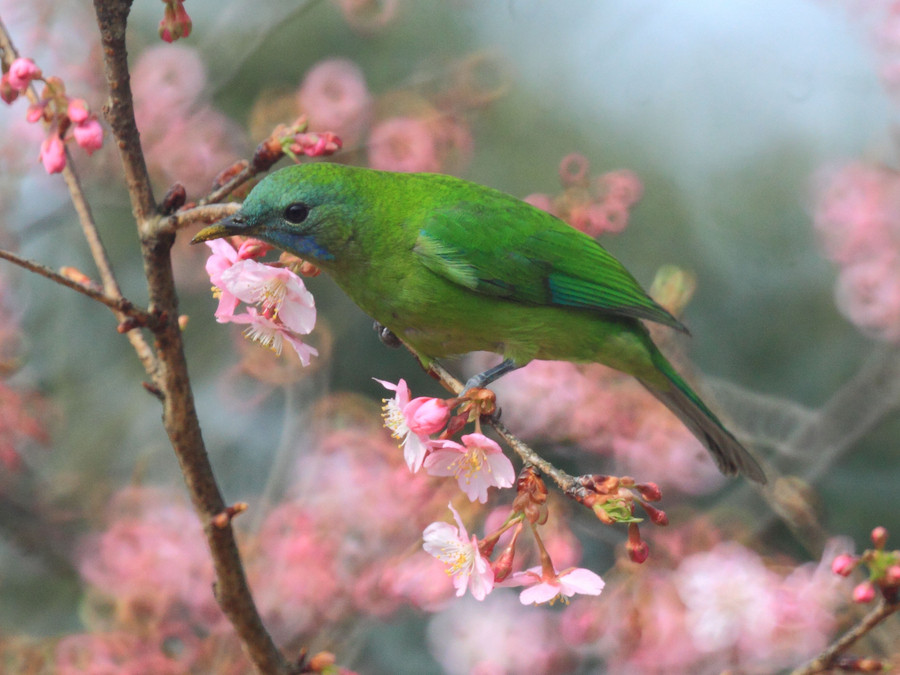 Birds and blossoms herald early spring in Hangzhou