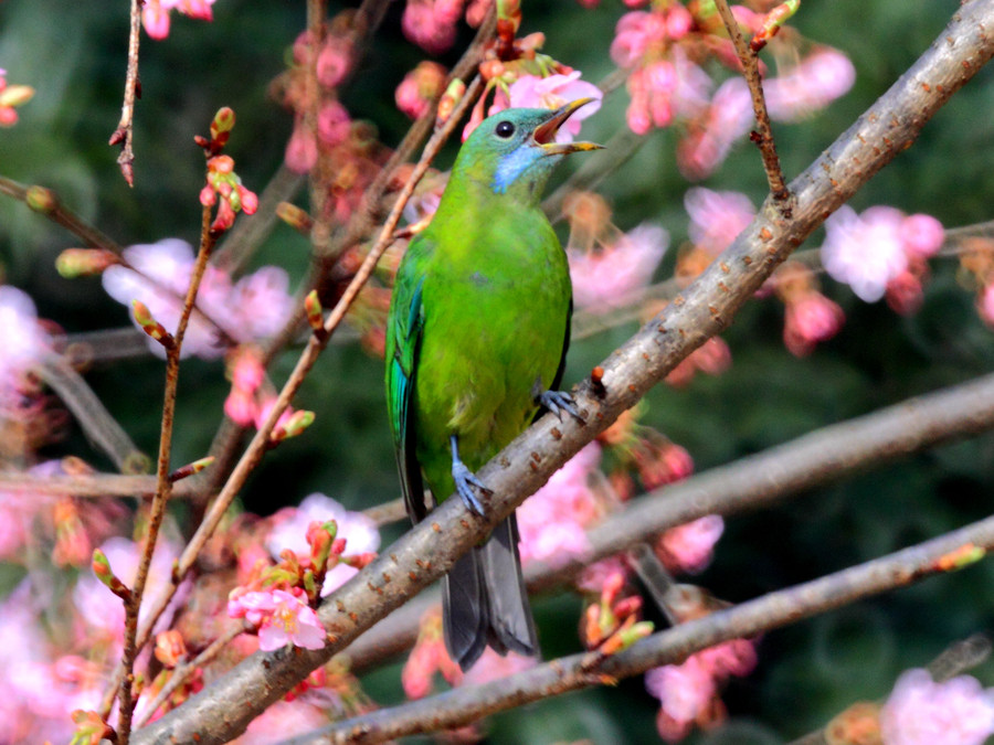 Birds and blossoms herald early spring in Hangzhou