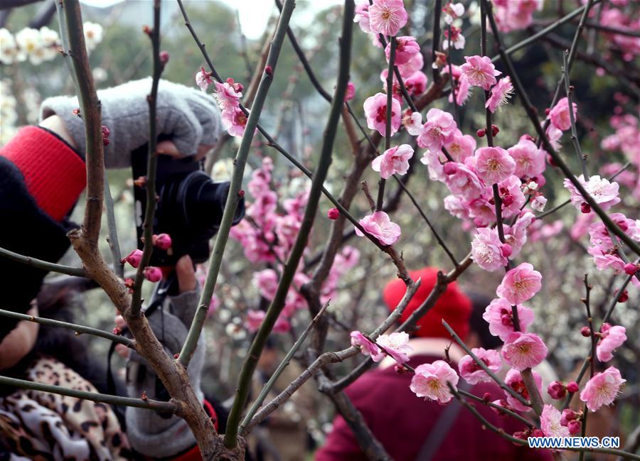 Blossoming plum in Shanghai's Xinzhuang Park attract visitors