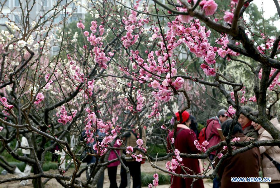 Blossoming plum in Shanghai's Xinzhuang Park attract visitors