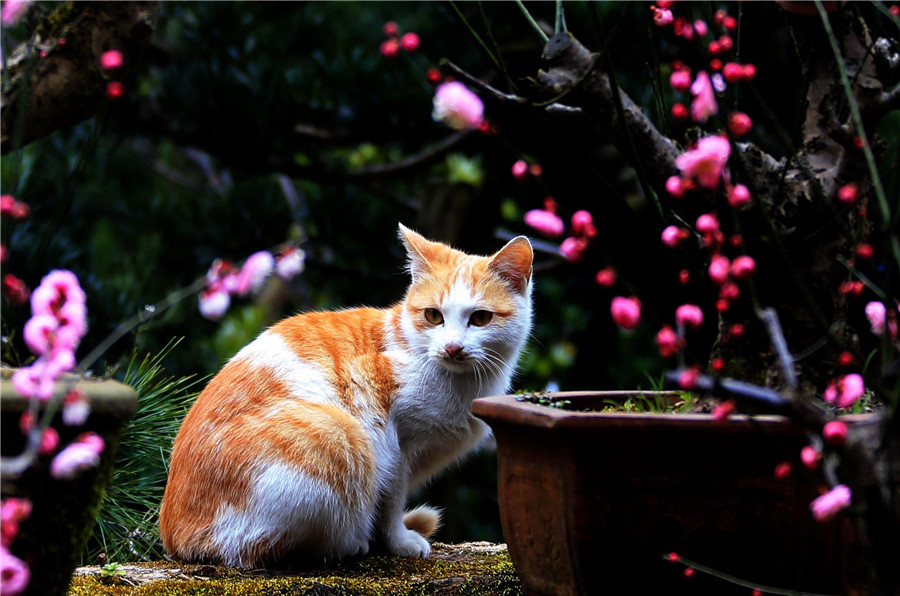 Blooming flowers bring promise of spring