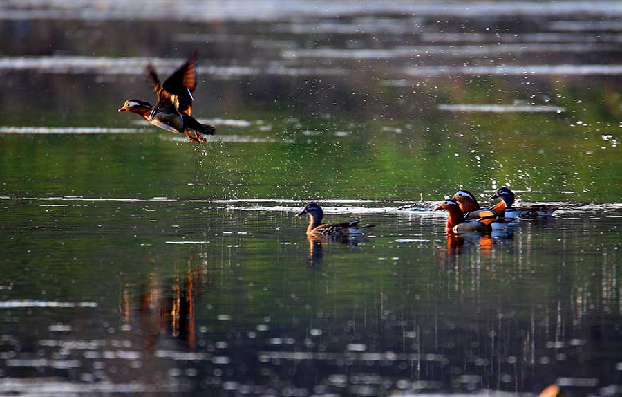 Mandarin ducks at Xinanjiang River a sign of improving conditions