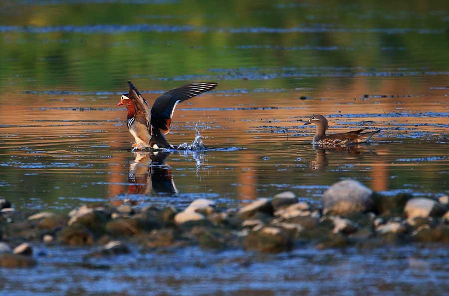 Mandarin ducks at Xinanjiang River a sign of improving conditions