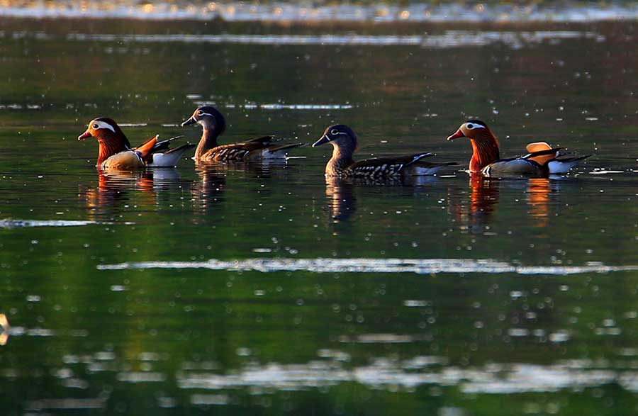 Mandarin ducks at Xinanjiang River a sign of improving conditions