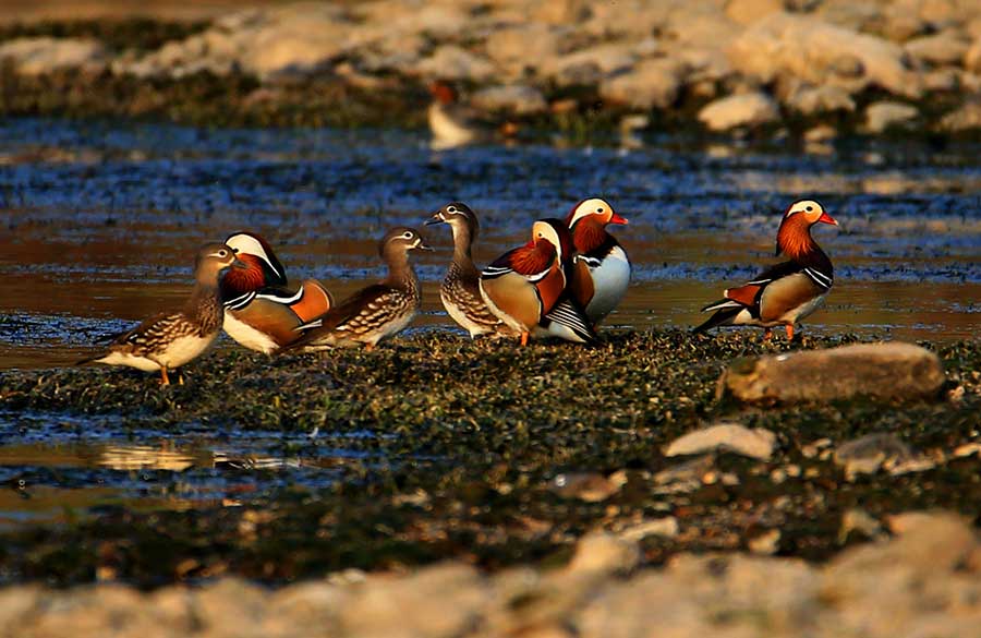 Mandarin ducks at Xinanjiang River a sign of improving conditions