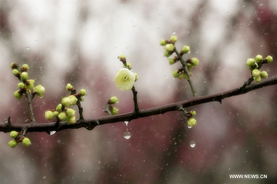 Plum blossoms bloom in rain in Xuyi, East China