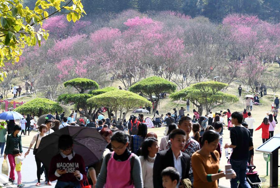 Cherry blossoms attract visitors in China's Guangxi