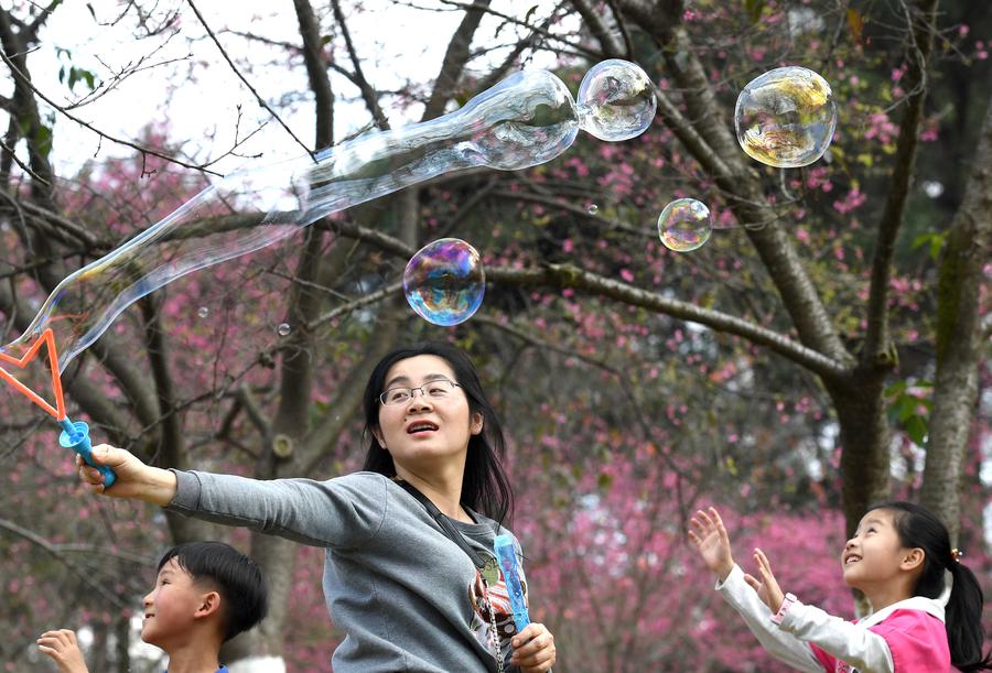 Cherry blossoms attract visitors in China's Guangxi