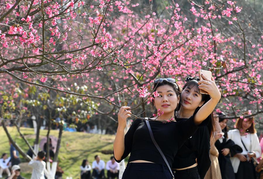 Cherry blossoms attract visitors in China's Guangxi