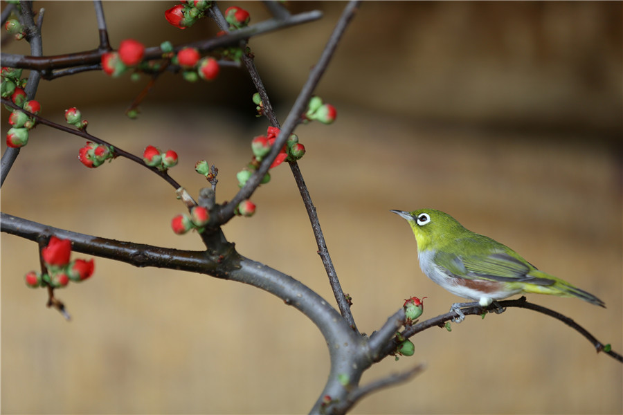 Spring returns to land as temperature rises