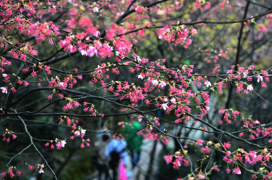 Cherry blossoms attract bees and tourists in Hunan