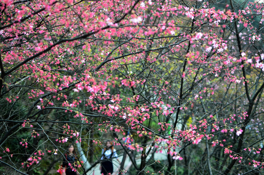 Cherry blossoms attract bees and tourists in Hunan