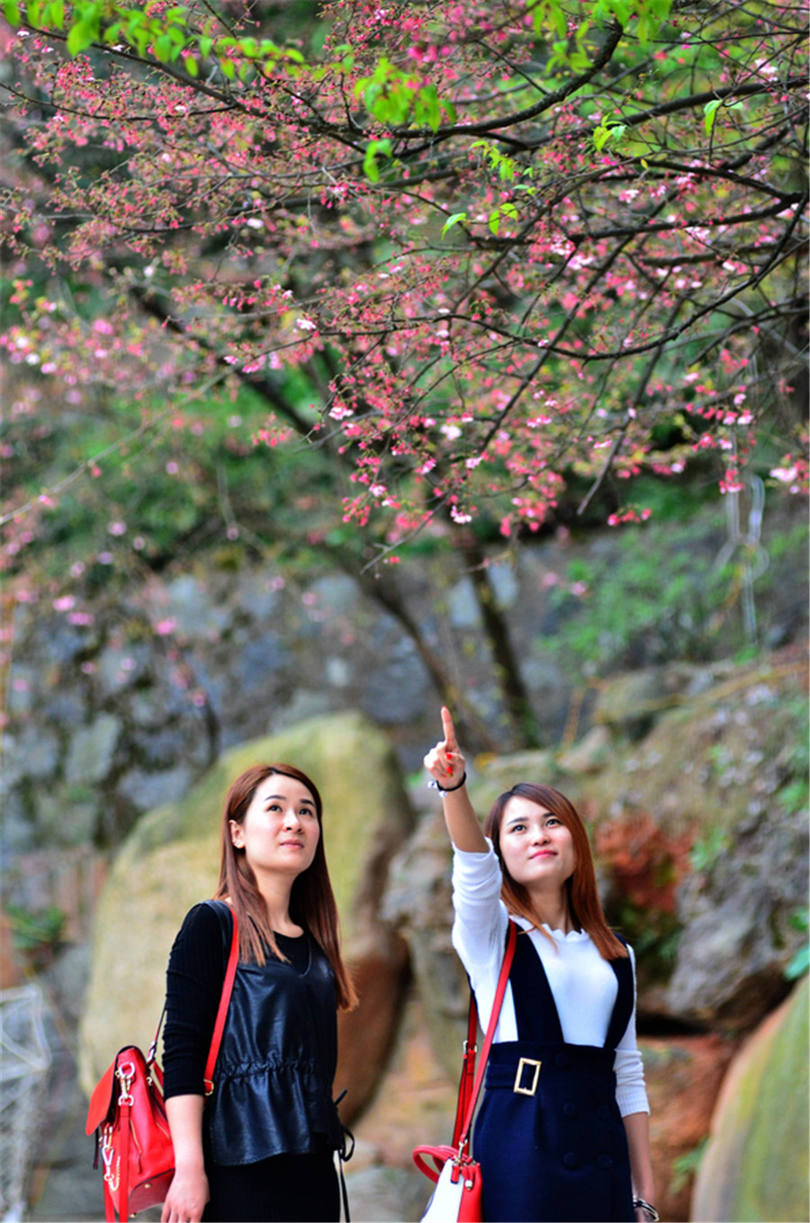 Cherry blossoms attract bees and tourists in Hunan