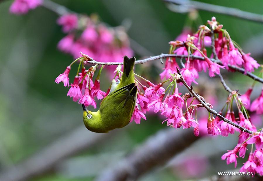 Birds collect nectar in Fuzhou, Southeast China