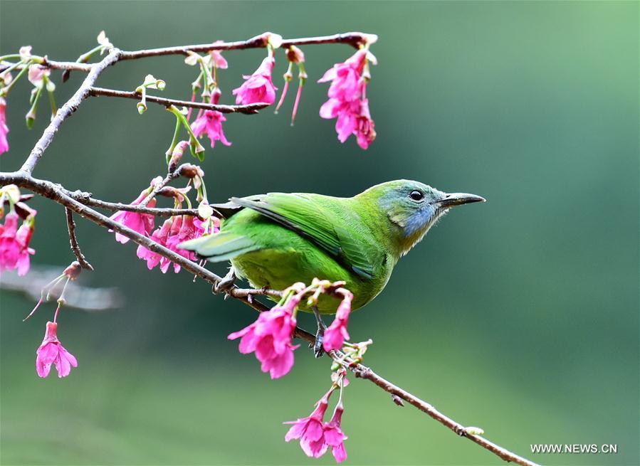 Birds collect nectar in Fuzhou, Southeast China
