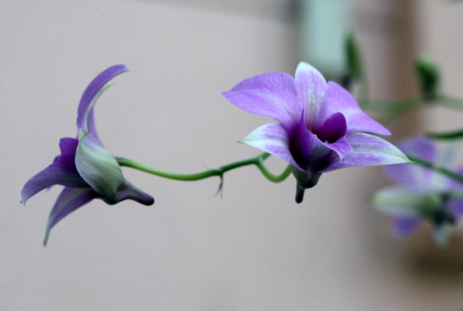 Orchid exhibition held in Hong Kong