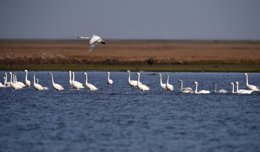 Migratory birds ready to fly north