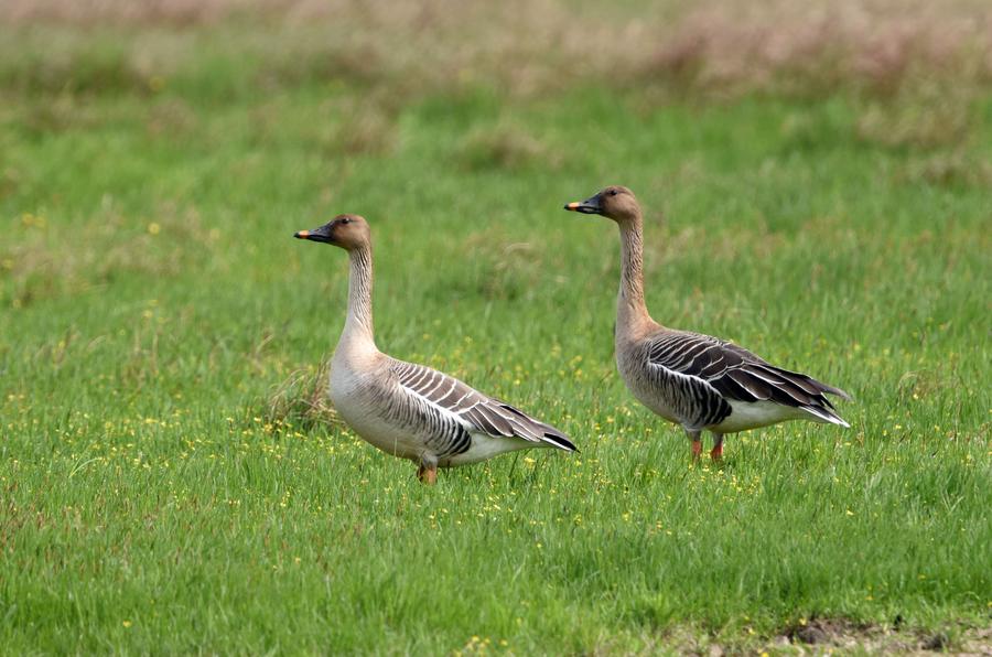 Migratory birds ready to fly north