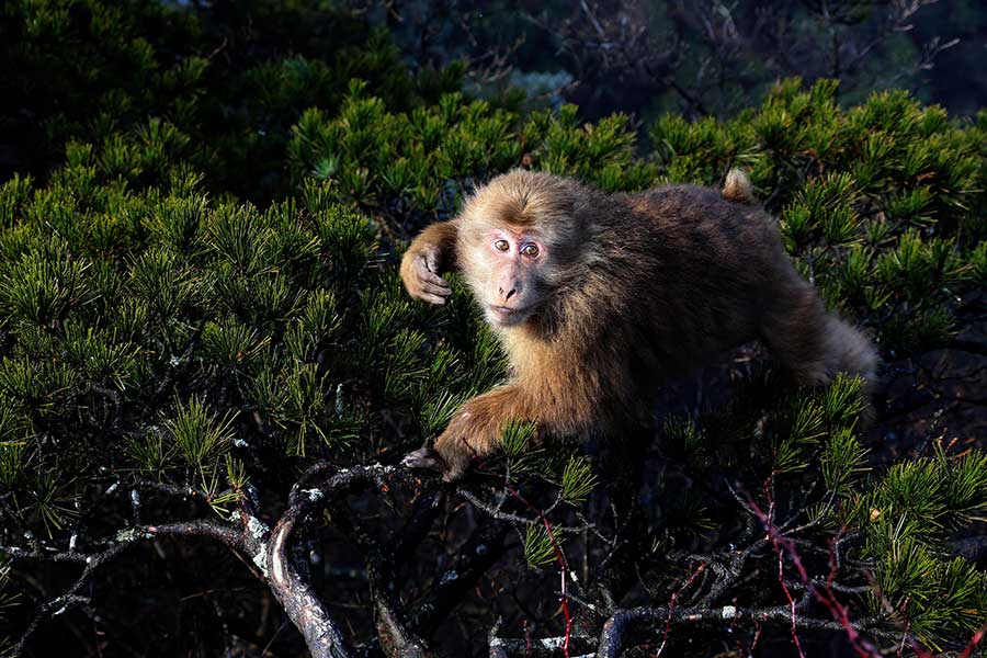 Stump-tailed monkeys charm Mount Huangshan visitors