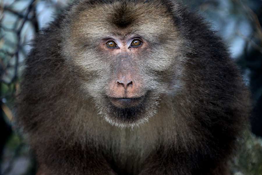 Stump-tailed monkeys charm Mount Huangshan visitors