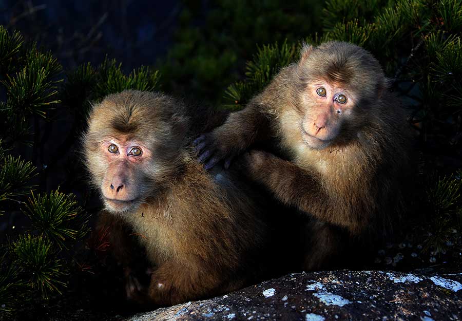 Stump-tailed monkeys charm Mount Huangshan visitors
